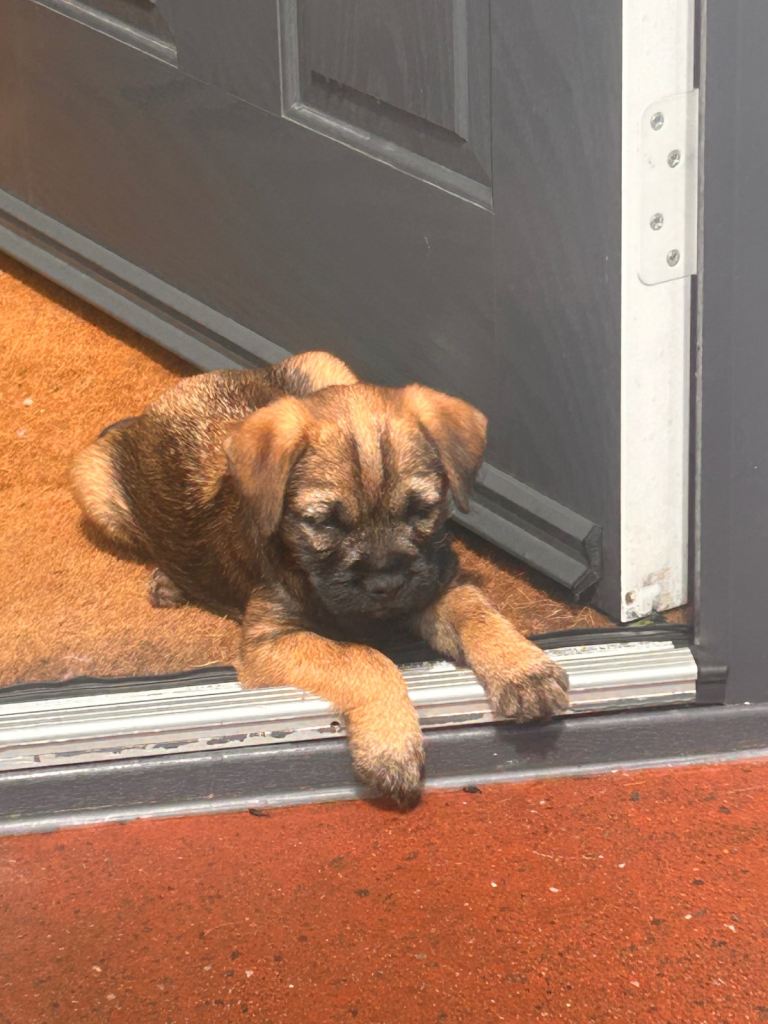 Ready now Border terrier pups