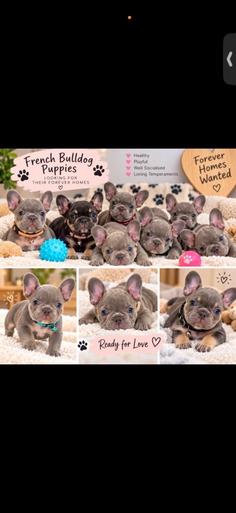 6 French bulldog puppies
