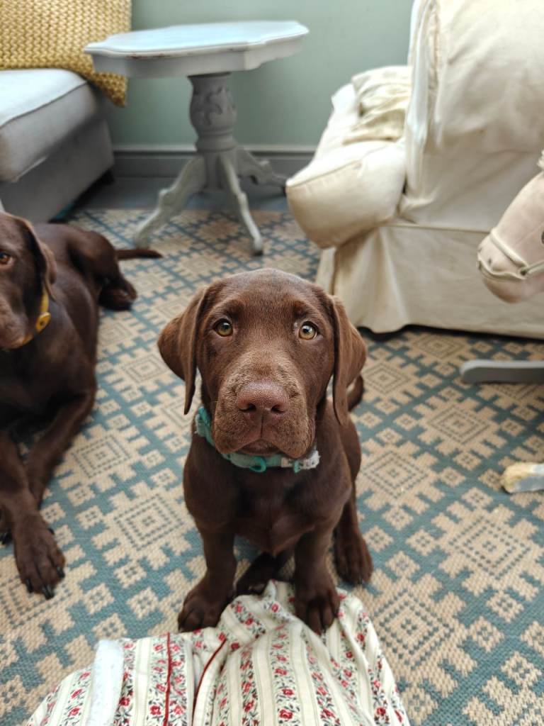 Pedigree Choccy Lab Female - 1 left! 12 weeks old