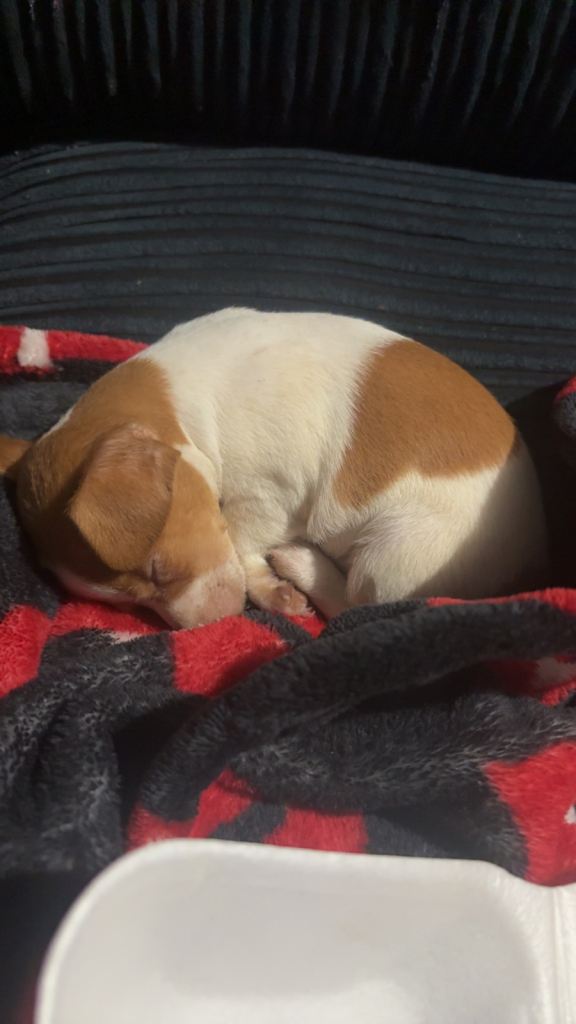 Urgent! JackChi Puppy