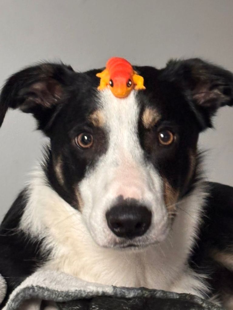 11 month old border collie for sale