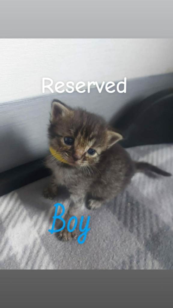 Ragdoll cross kittens 