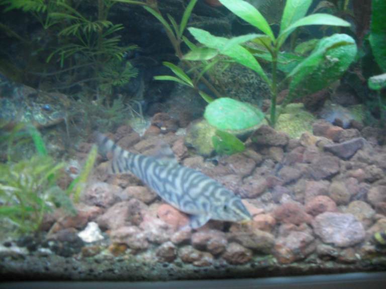 Yoyo Loaches For Sale