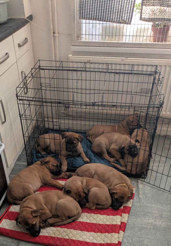 Belgian Shepherd - Malinois Puppies 