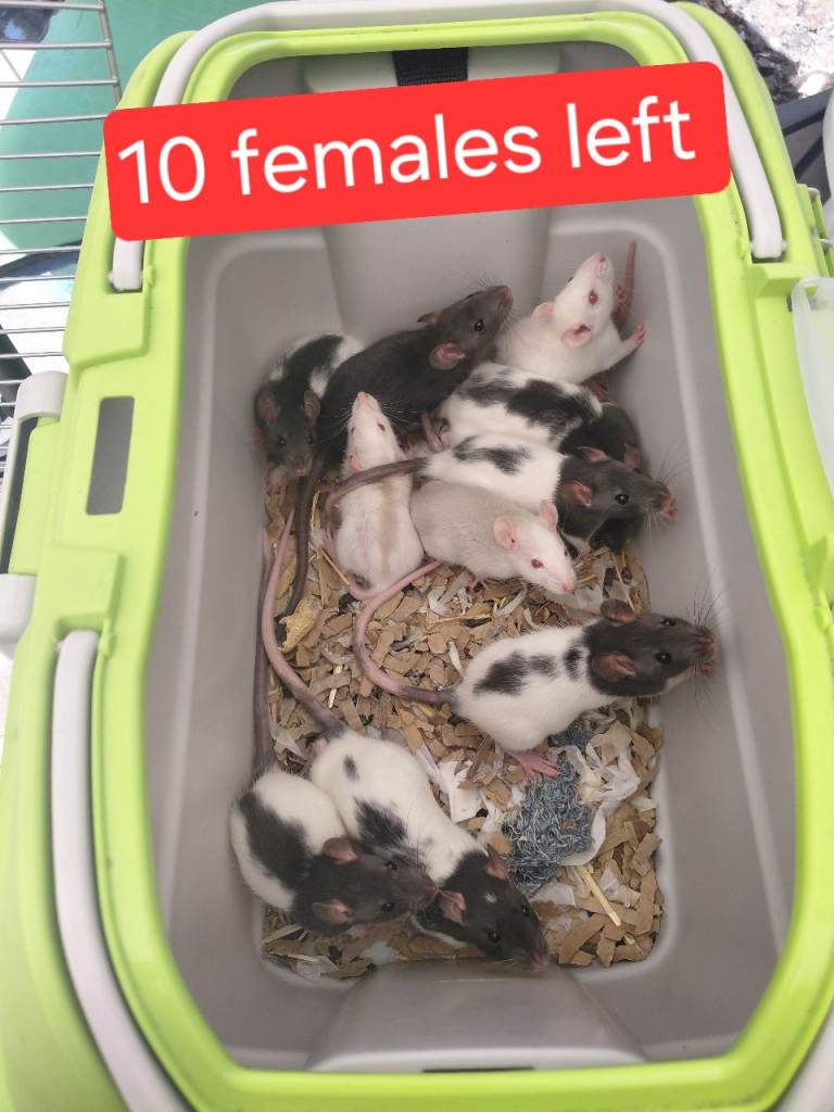   simise, topeard 10 females and 18 males 