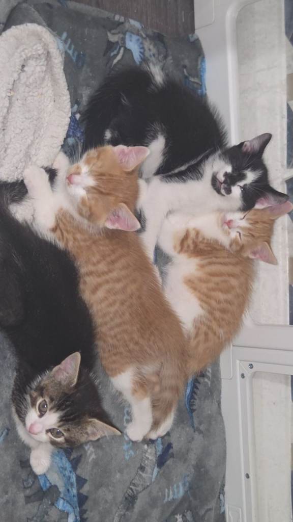 2 kittens for sale 