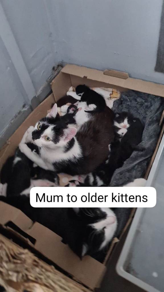 Kittens 