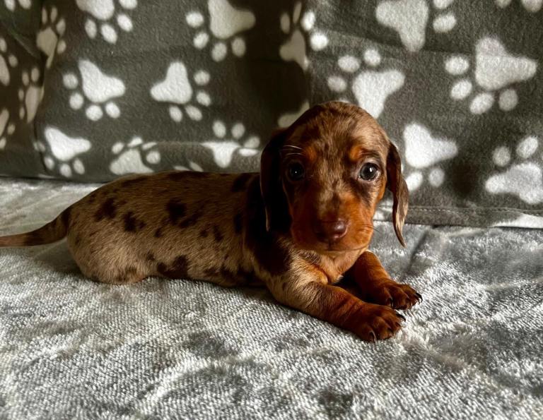Kc reg miniature dachshund pups