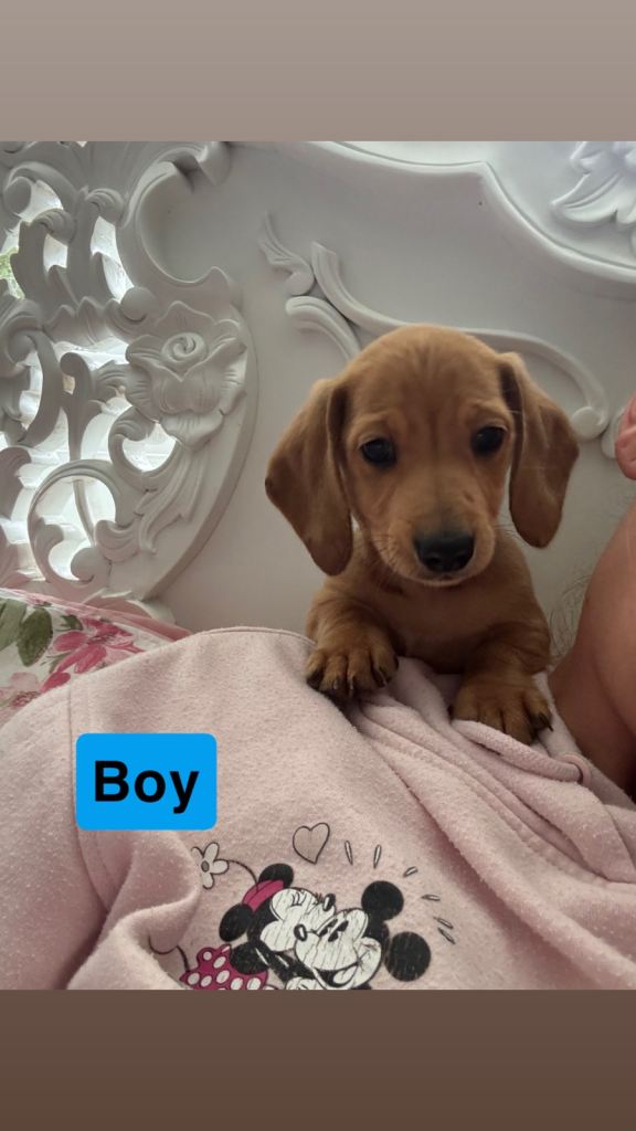 Miniature dachshund puppies 