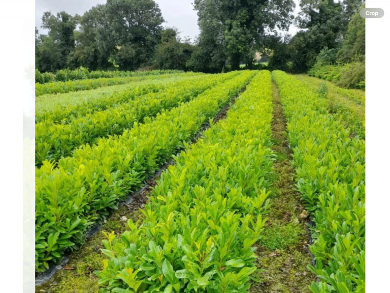 GRISELINIA HEDGING PLANTS.    2 ft ( 60 + cm). £1-95