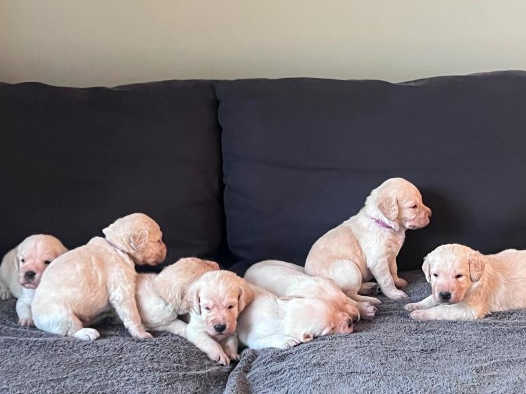 Happy and healthy labradoodle puppies