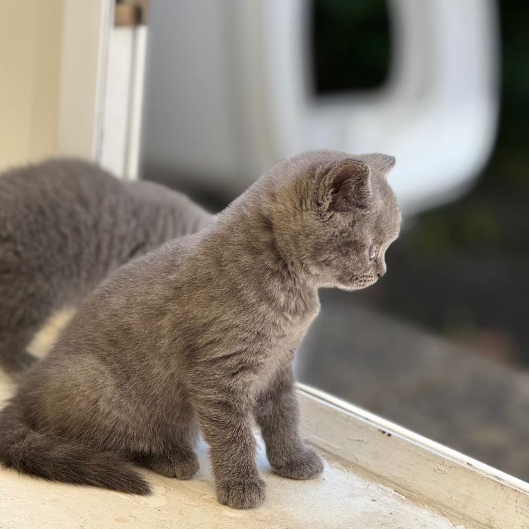 British short hair khitten