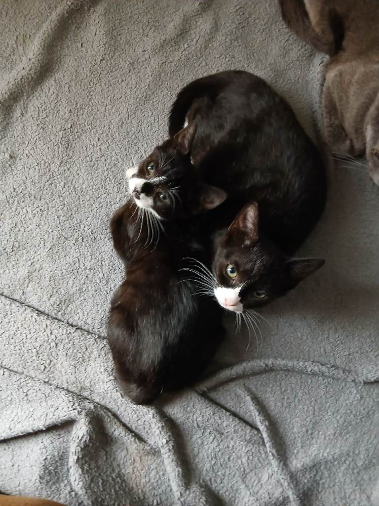 Kittens for sale