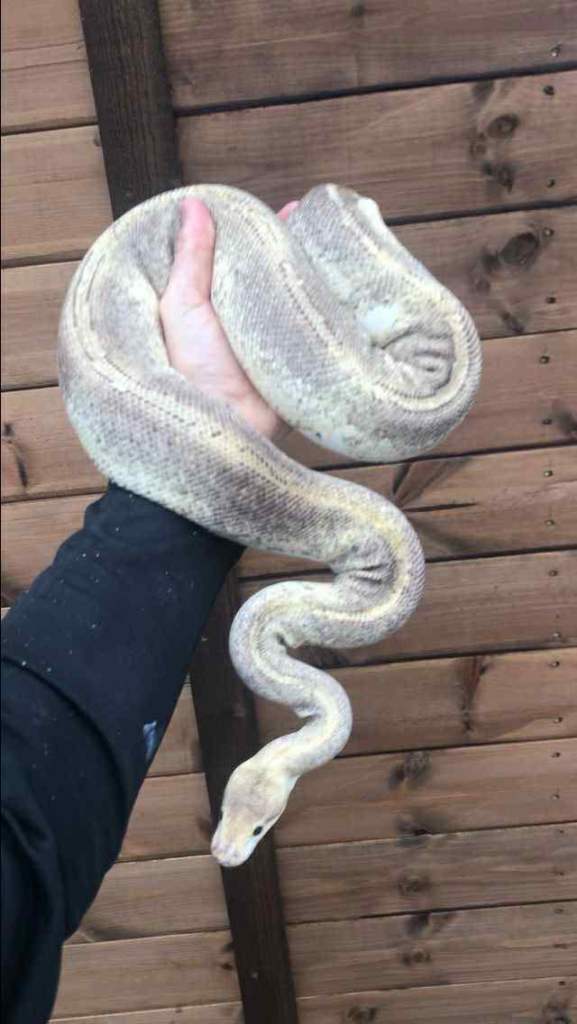 Ball/royal pythons available 