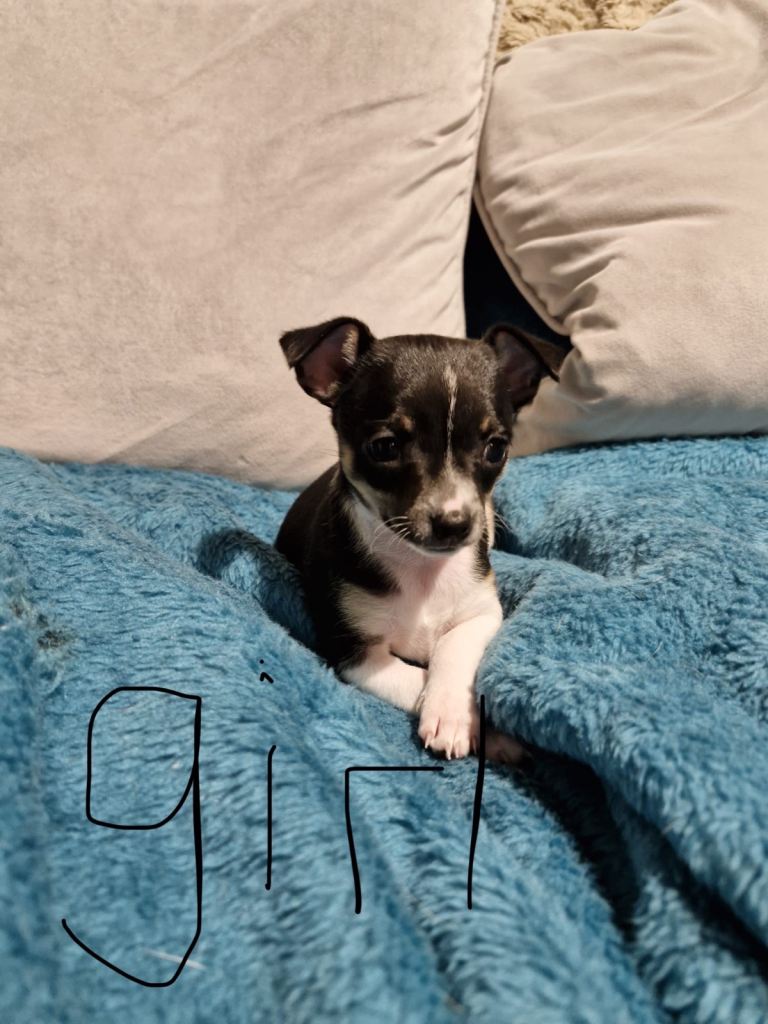Chihuahua Pup for sale 