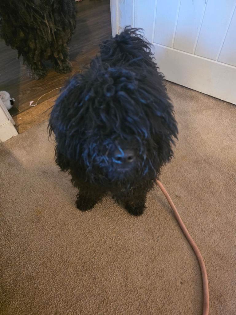 Puli dogs 