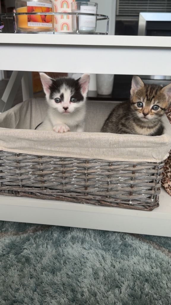Kittens for sale 
