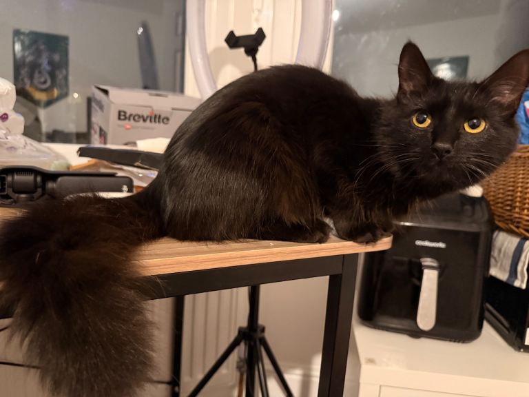 Female cat 