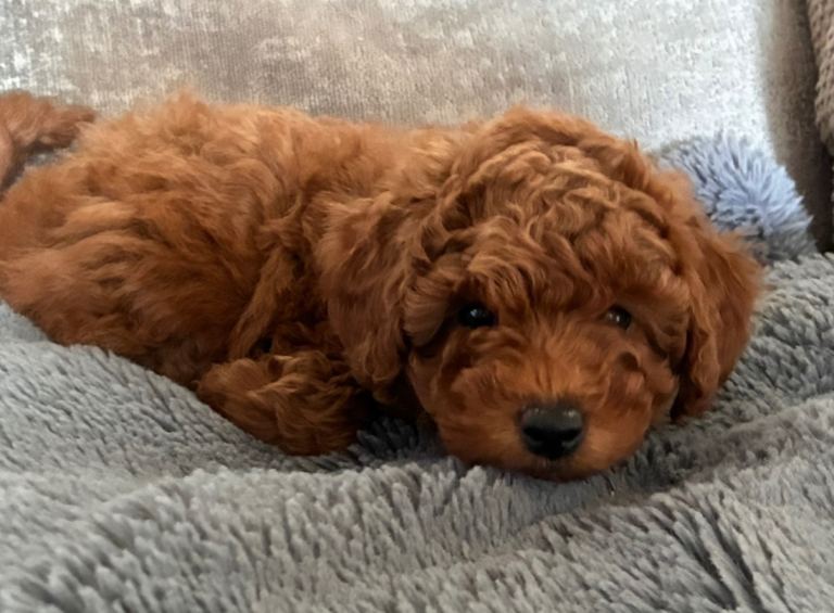 Teddy bear Poochon puppies
