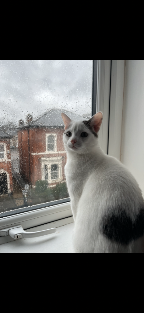 Male Cat Needs Home