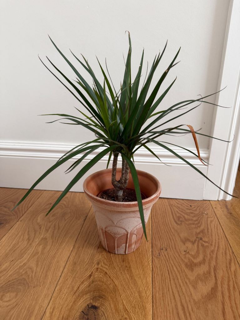 Dracaena Marginata (Dragon Tree) 