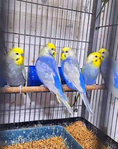 Baby budgies&cage&food