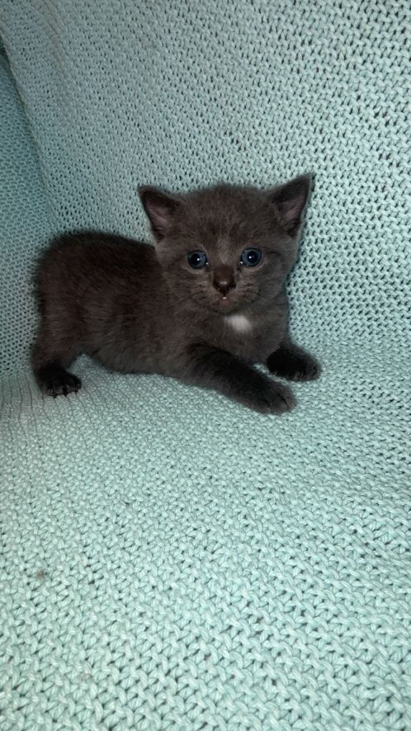 READ DESCRIPTION Beautiful Russian Blue Mix & Domestic Shorthair Kittens 