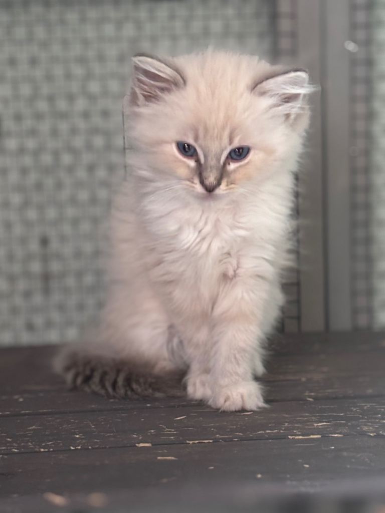 GCCF Ragdoll kittens
