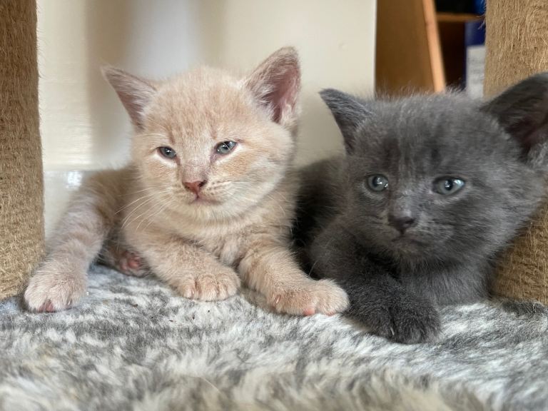 Cream / Grey kittens