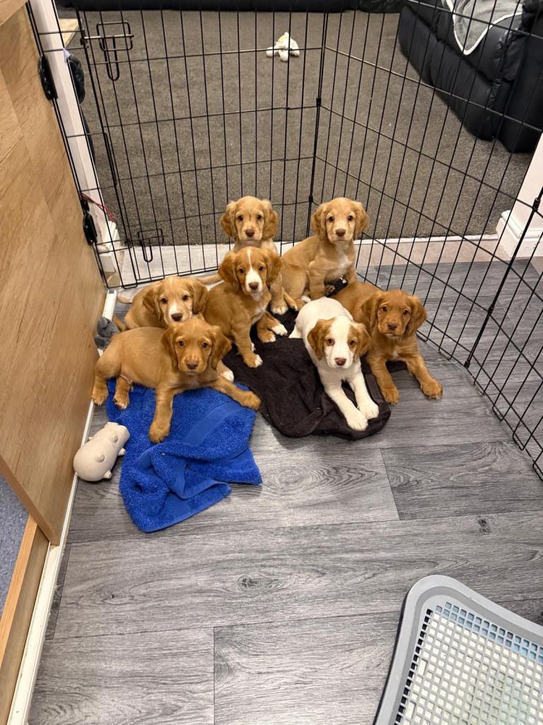 Beautiful Cocker Spaniel pups