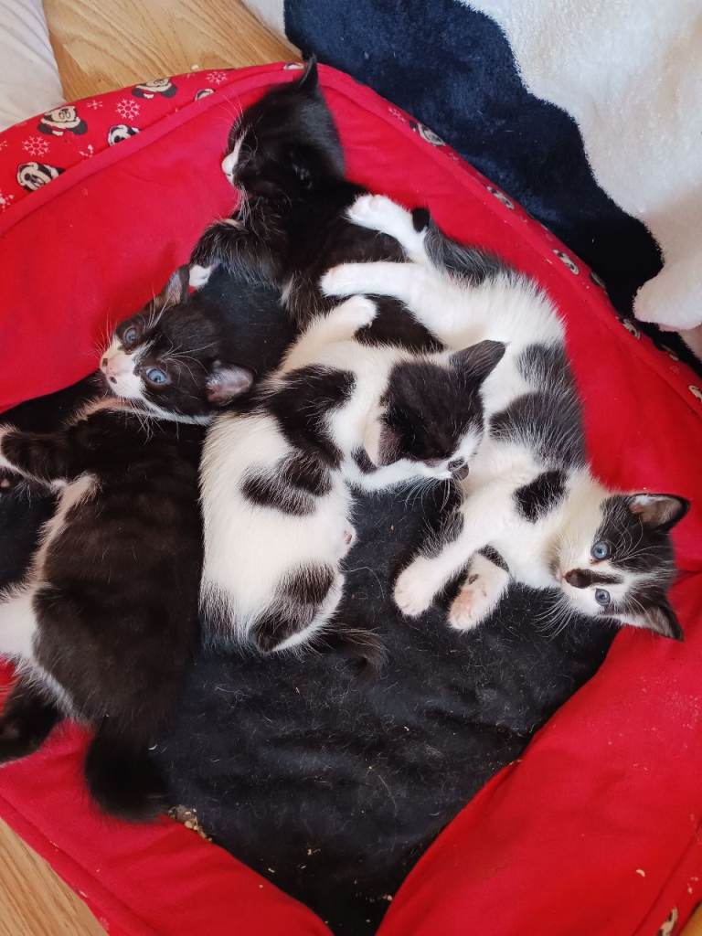 Kittens all beautifully marked