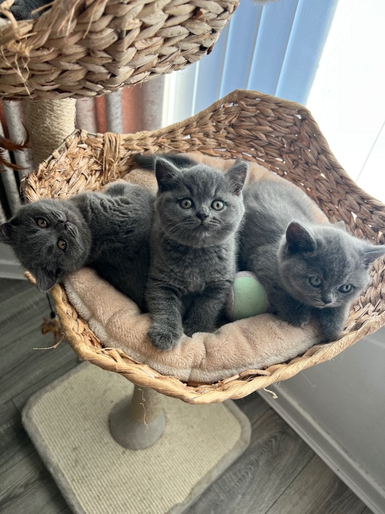 British shorthair kittens 