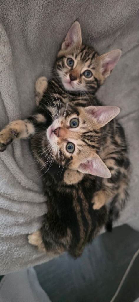 Beautiful marble Bengal kittens available now.