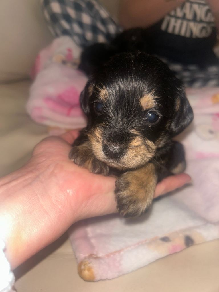 Stunning Cavapoochons