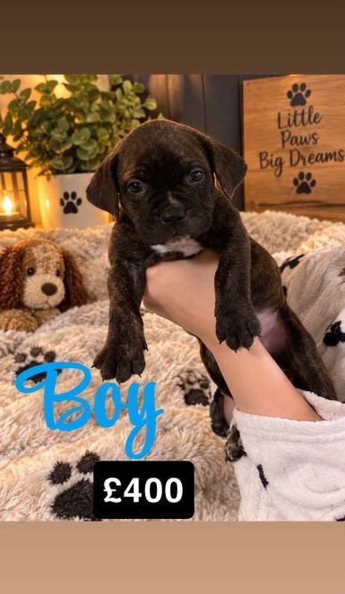 3 beautiful cane corso pups 