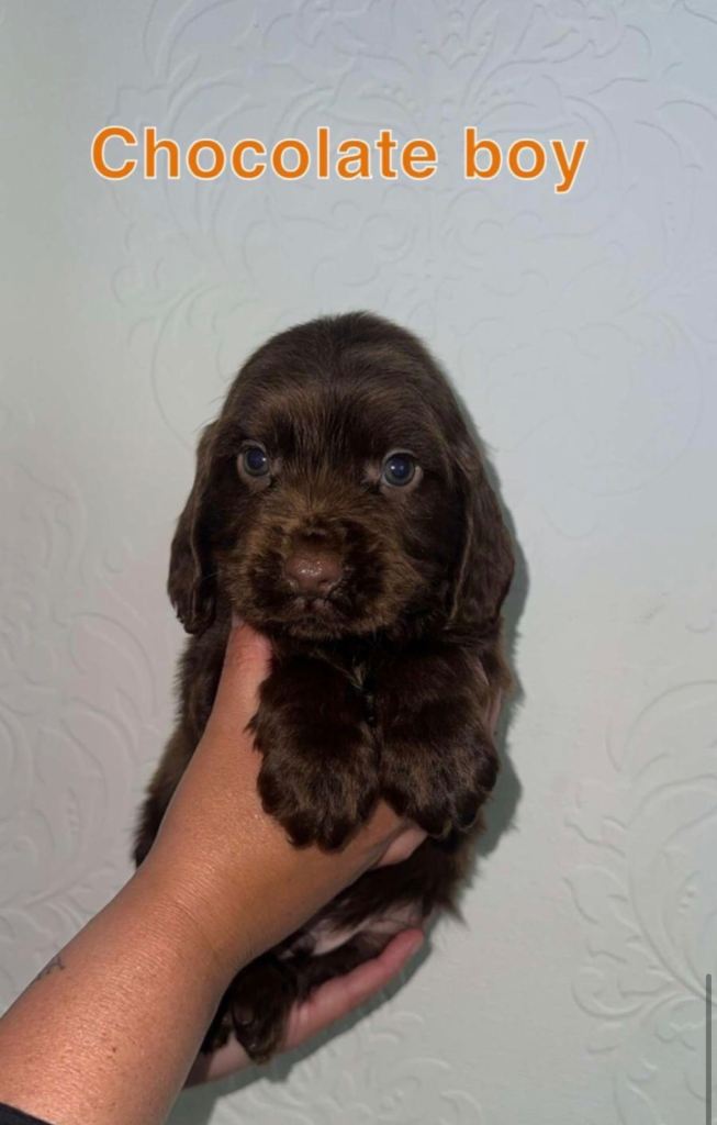 6 beautiful cocker spaniel puppy’s for sale
