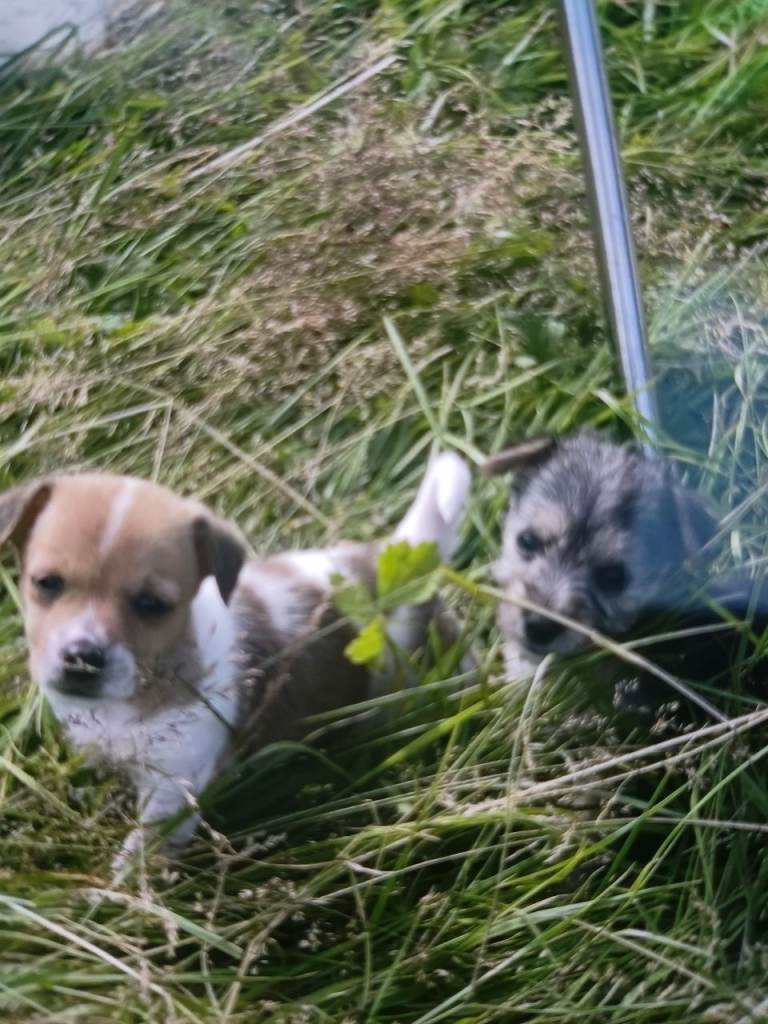 Jack russell small yorkshire x cross
