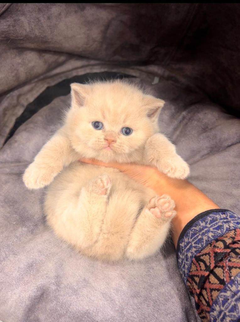 Beautiful British Shorthair Kittens – Blue Cream Tortie & Fawn Girls Active and GCCF Registered 