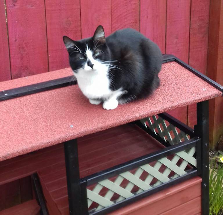 Cat chalet used 