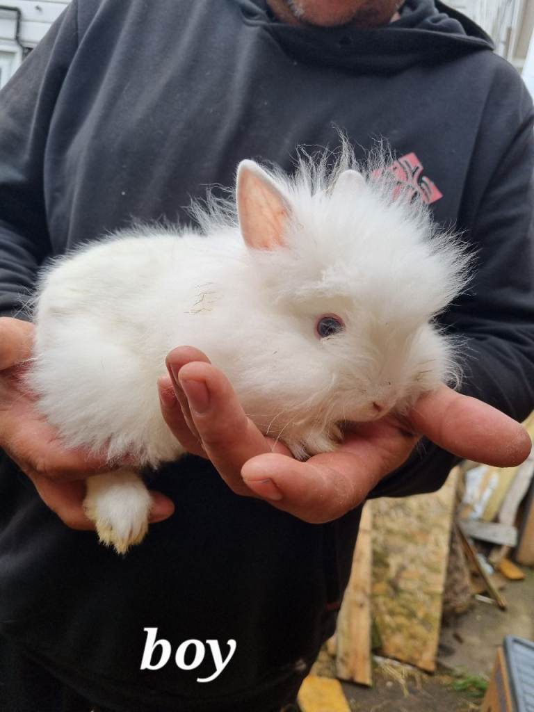 Rabbits 