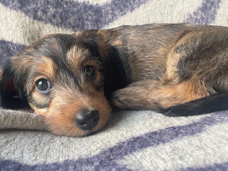 Dachshund x beddy whippet  