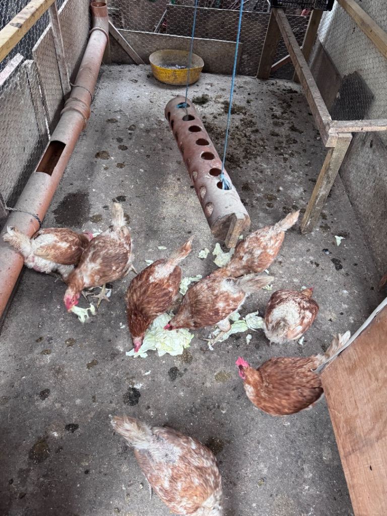 Chicken for sale 