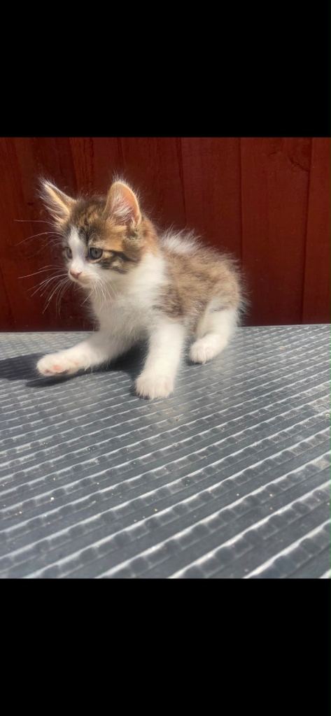 Gorgeous 8 weeks old kittens in whitechapel 