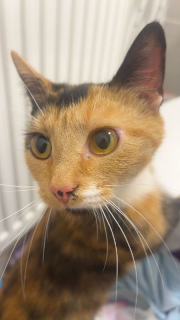 Female calico cat