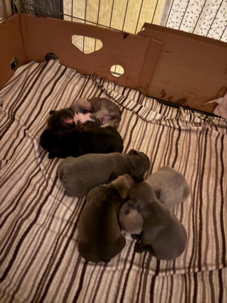 Adorable French bulldog puppies 3girls3boys ready 10th October 