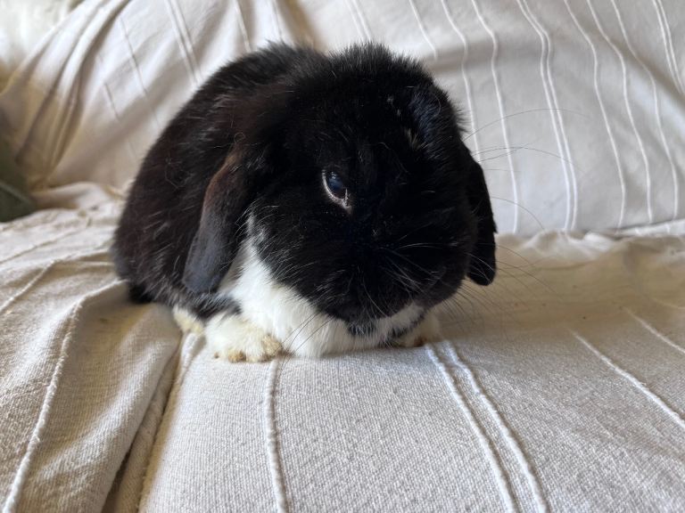 Three bonded adult rabbits 