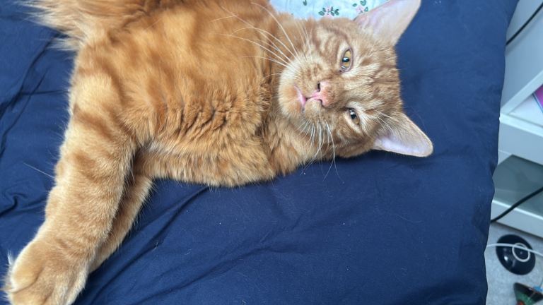 Bengal tabby ginger male