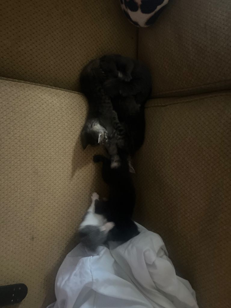 6 Beautiful kittens 