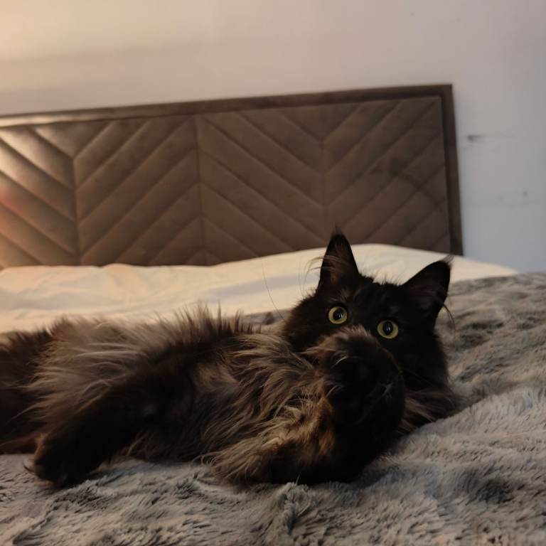 Black Smoke European Mainecoon Cat