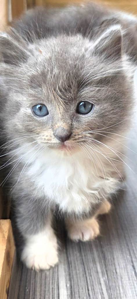 Ragdoll x 